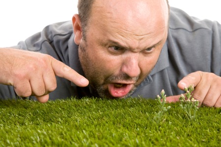 Man screaming at weed growing on his lawn